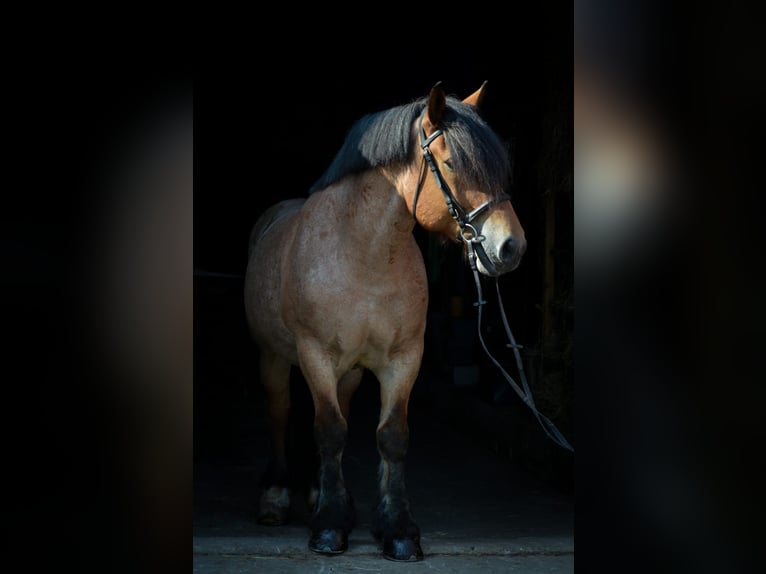 Sangre fría alemana renana Caballo castrado 14 años 157 cm  in Sassenberg