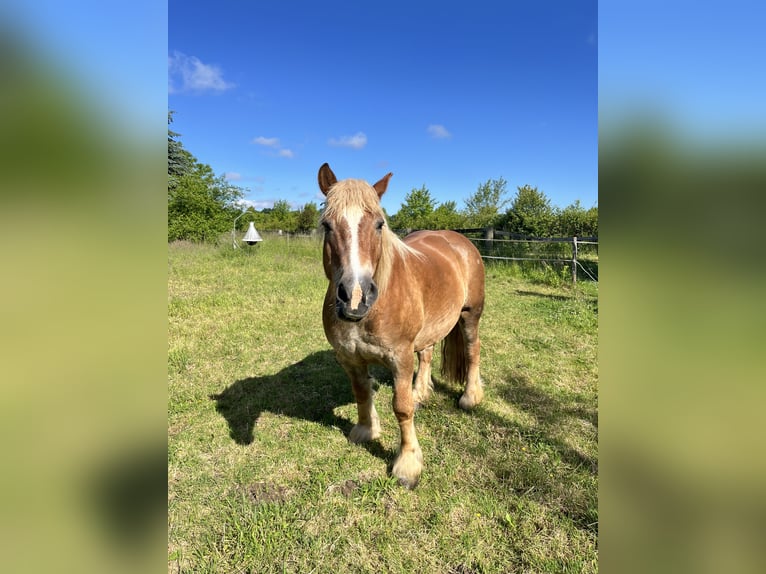 Sangre fría alemana renana Caballo castrado 18 años 155 cm Alazán in Bornheim
