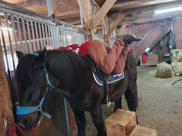 Sangre fría alemana renana Caballo castrado 2 años Morcillo in Emsbüren