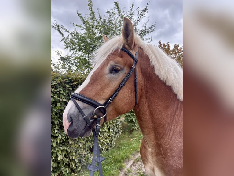 Sangre fría alemana renana Caballo castrado 4 años 163 cm Alazán in Gotha