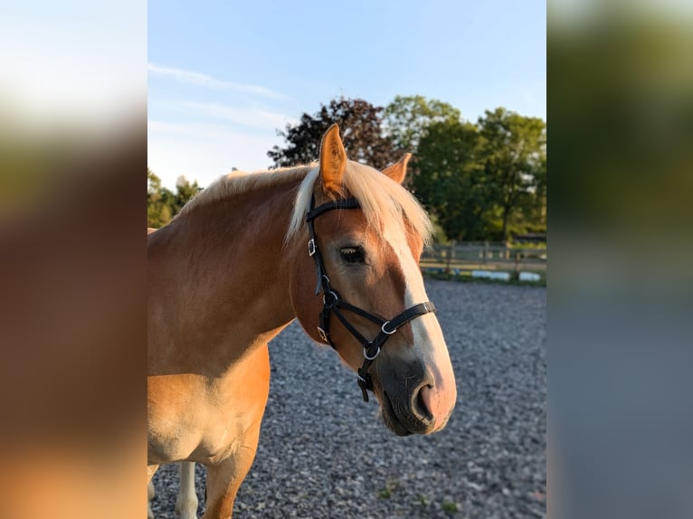Sangre fría alemana renana Caballo castrado 5 años 159 cm Alazán in Grevesmühlen