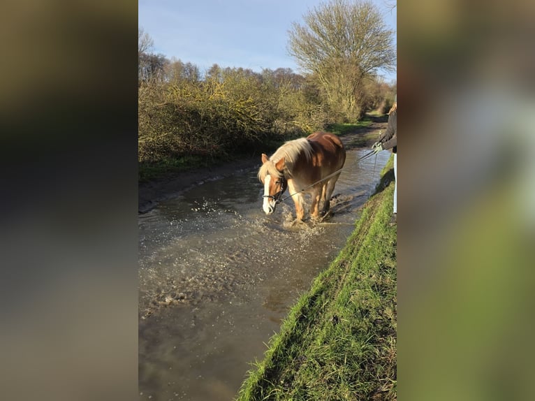 Sangre fría alemana renana Caballo castrado 5 años 159 cm Alazán in Grevesmühlen