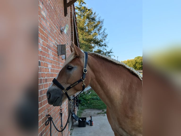 Sangre fría alemana renana Caballo castrado 5 años 159 cm Alazán in Grevesmühlen