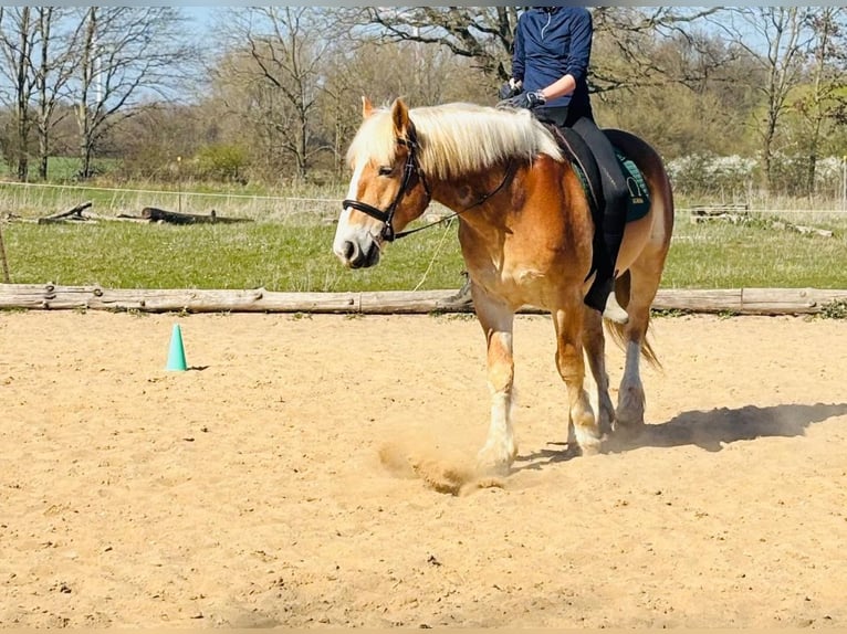 Sangre fría alemana renana Caballo castrado 5 años 159 cm Alazán in Grevesmühlen