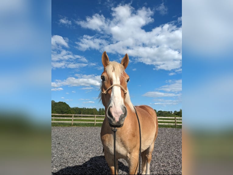 Sangre fría alemana renana Caballo castrado 5 años 159 cm Alazán in Grevesmühlen