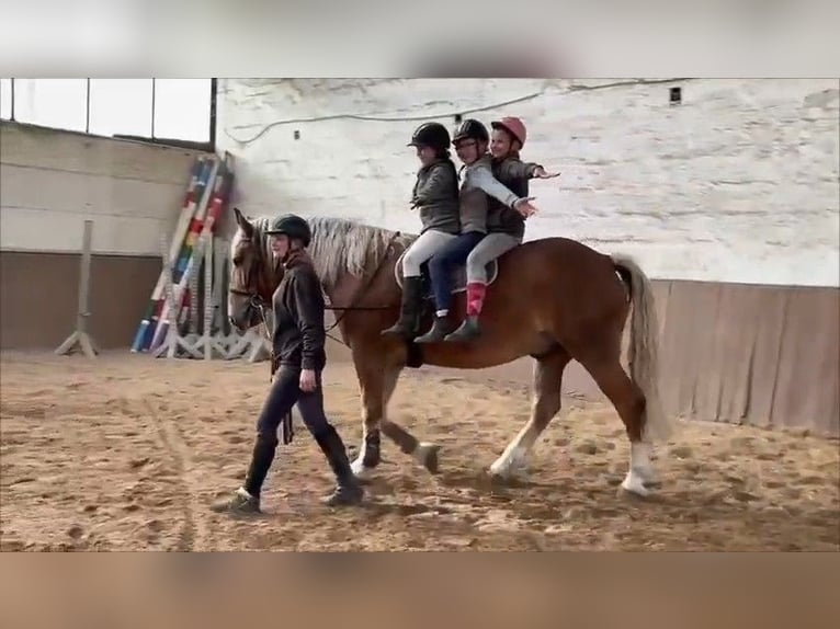 Sangre fría alemana renana Caballo castrado 5 años 169 cm Alazán-tostado in Braunschweig