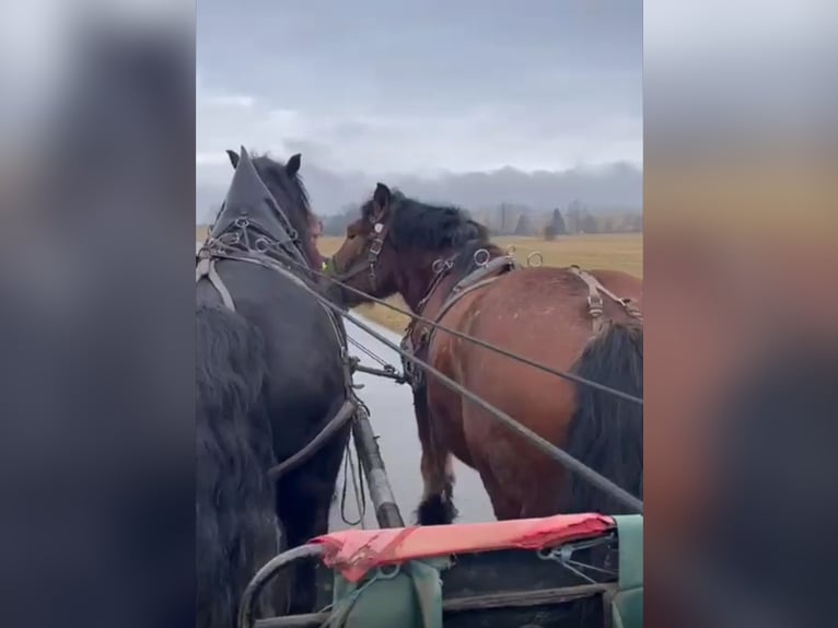 Sangre fría alemana renana Caballo castrado 5 años 170 cm Musgo marrón in Deilingen