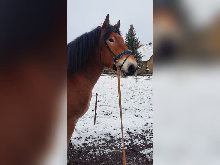 Sangre fría alemana renana Caballo castrado 5 años 172 cm Castaño claro in Jüdenberg