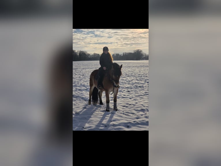 Sangre fría alemana renana Caballo castrado 7 años 168 cm  in Langenhagen