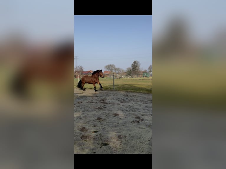 Sangre fría alemana renana Mestizo Caballo castrado 7 años 170 cm Castaño in Rhauderfehn