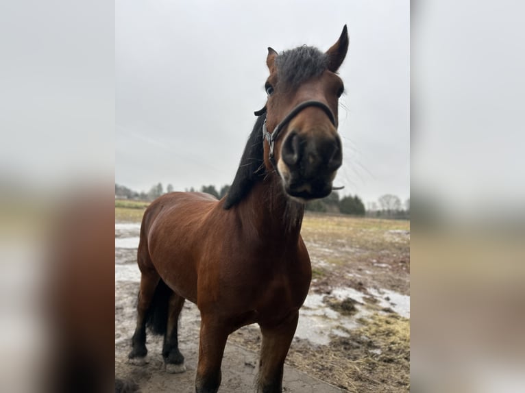Sangre fría alemana renana Mestizo Caballo castrado 7 años 170 cm Castaño in Rhauderfehn