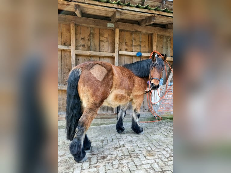 Sangre fría alemana renana Caballo castrado 8 años 162 cm Castaño in Jesteburg