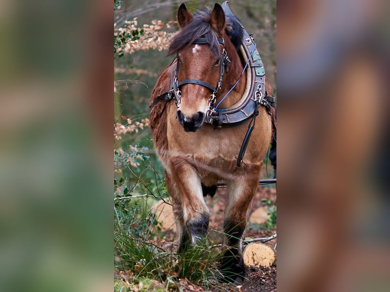 Sangre fría alemana renana Caballo castrado 8 años 162 cm Castaño in Jesteburg
