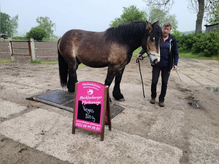 Sangre fría alemana renana Caballo castrado 8 años 172 cm  in Lütow