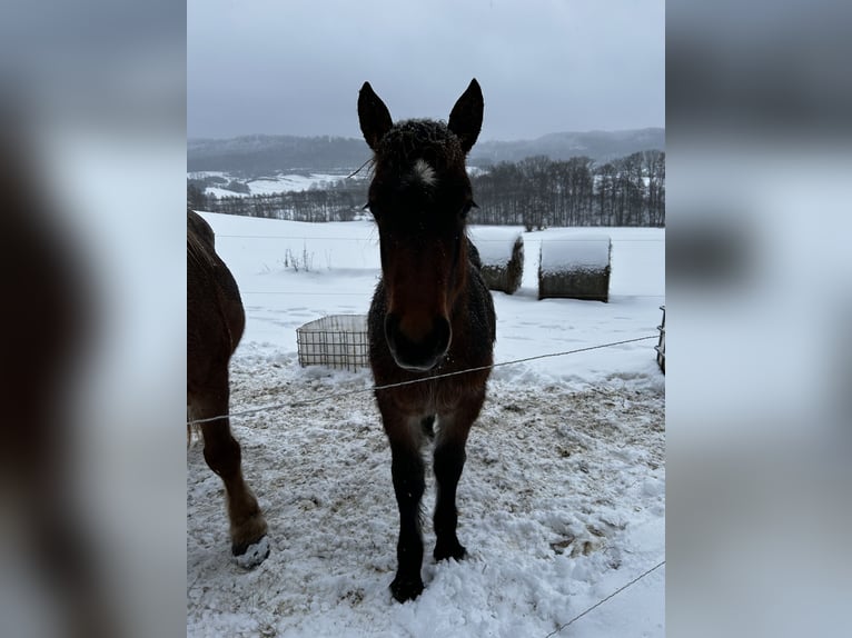 Sangre fría alemana renana Semental 1 año  in Ferna