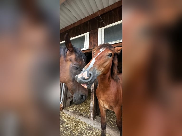 Sangre fría alemana renana Semental 1 año Castaño oscuro in Odenthal