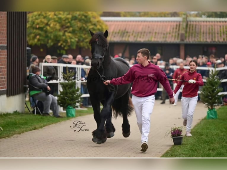 Sangre fría alemana renana Semental 2 años 166 cm Negro in Havelberg