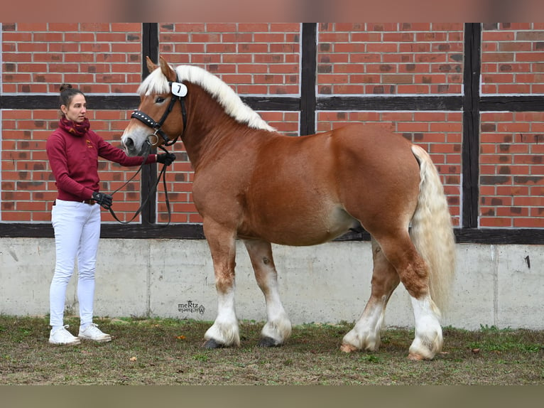 Sangre fría alemana renana Semental 3 años 161 cm Alazán in Billerbeck