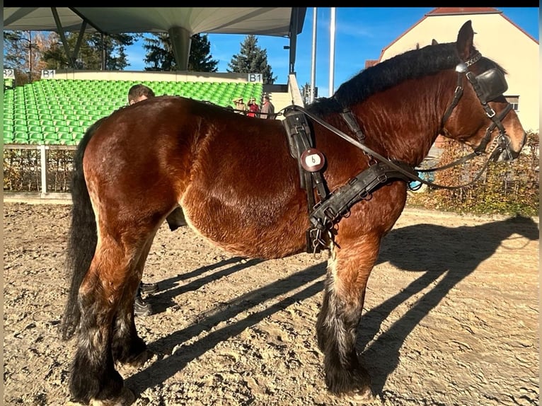 Sangre fría alemana renana Semental 3 años in Gardelegen