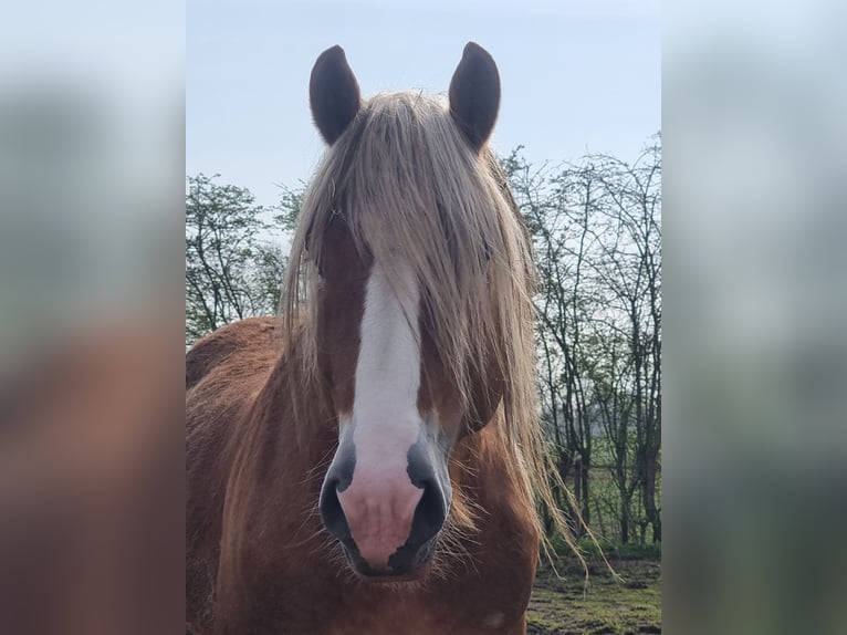 Sangre fría alemana renana Semental 4 años 165 cm Alazán in Zeeland