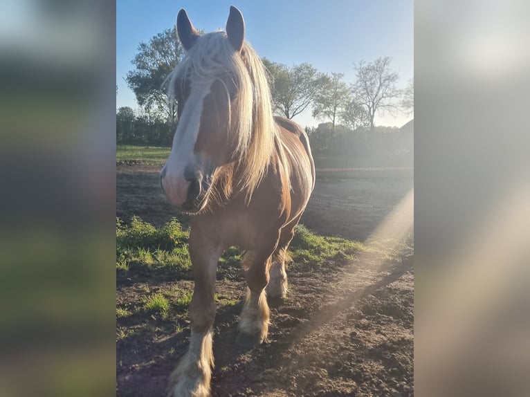 Sangre fría alemana renana Semental 4 años 165 cm Alazán in Zeeland