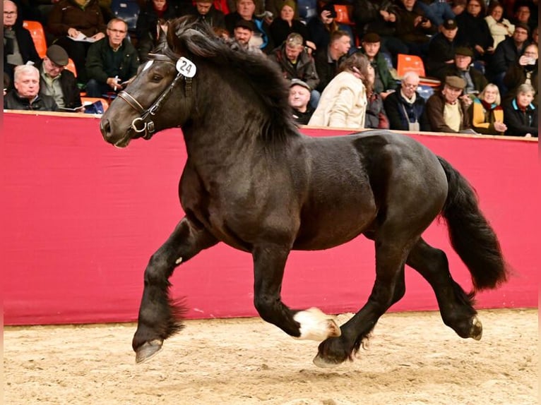 Sangre fría alemana renana Semental Morcillo in Marlishausen