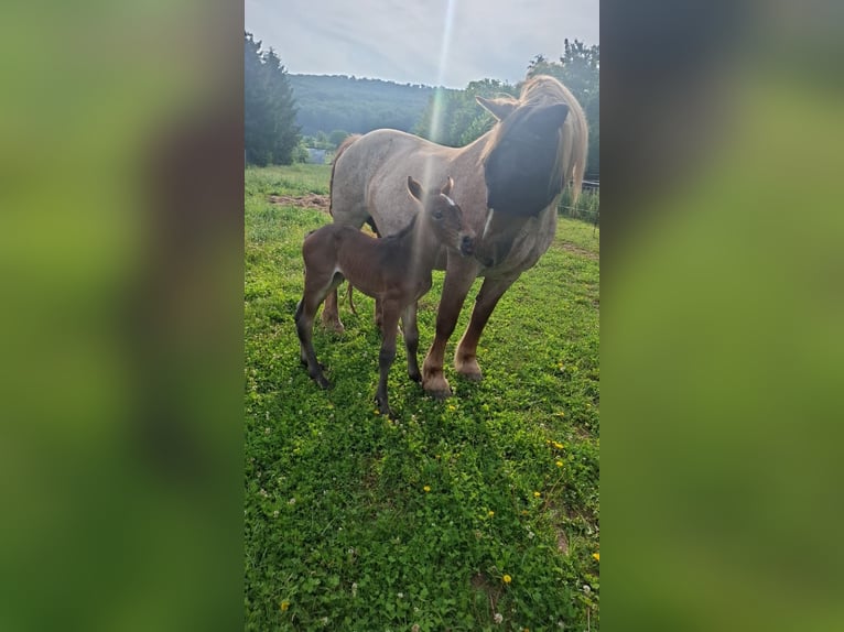Sangre fría alemana renana Semental Potro (07/2025) in Ferna