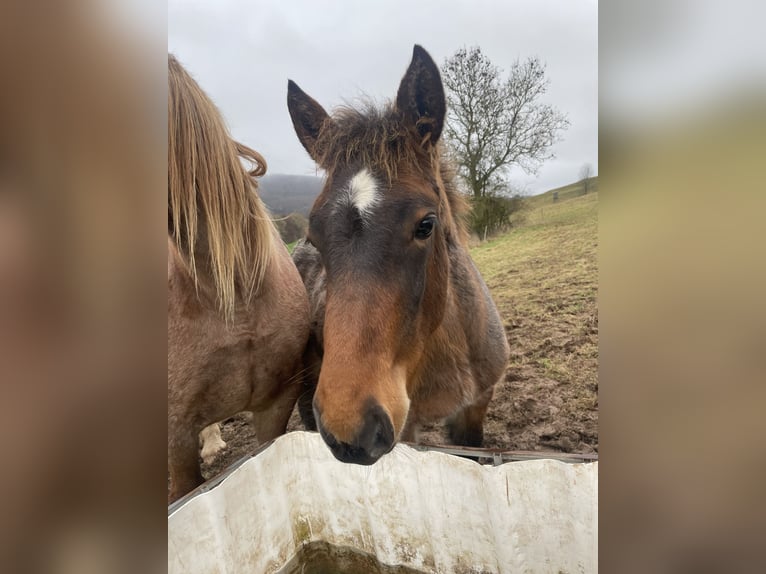 Sangre fría alemana renana Semental Potro (07/2025) in Ferna