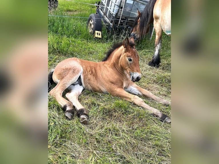 Sangre fría alemana renana Semental Potro (05/2024) Musgo marrón in Heigenbrücken