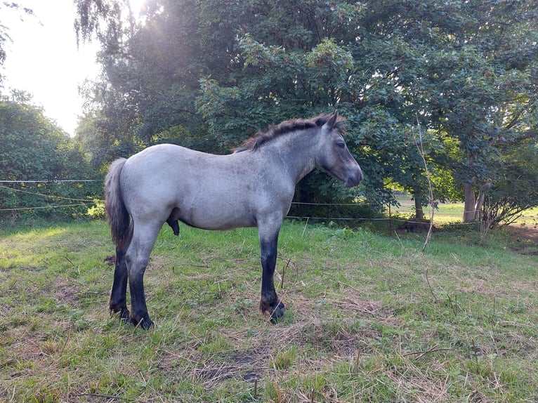 Sangre fría alemana renana Semental Potro (05/2026) Tordillo negro in Kottmar OT Ottenhain