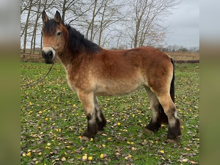 Sangre fría alemana renana Yegua 14 años 164 cm Castaño in M&#xFC;nster