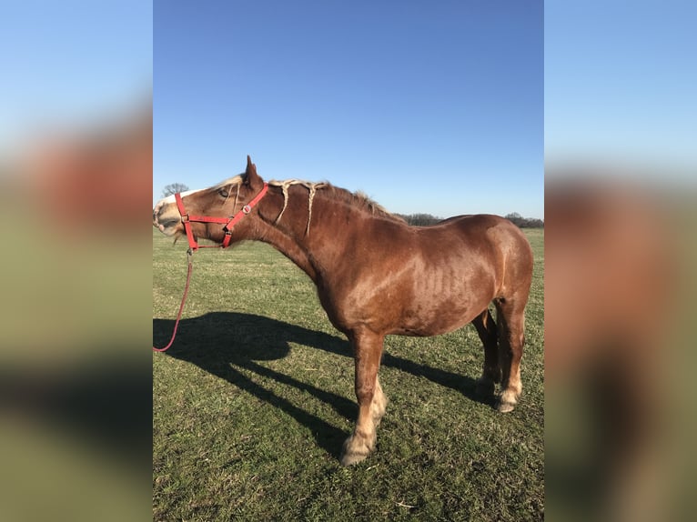 Sangre fría alemana renana Yegua 14 años 165 cm Alazán in Oberkrämer