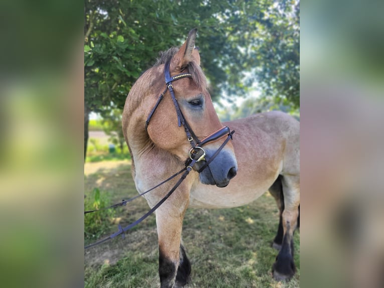 Sangre fría alemana renana Yegua 16 años 160 cm Musgo marrón in Nordkirchen