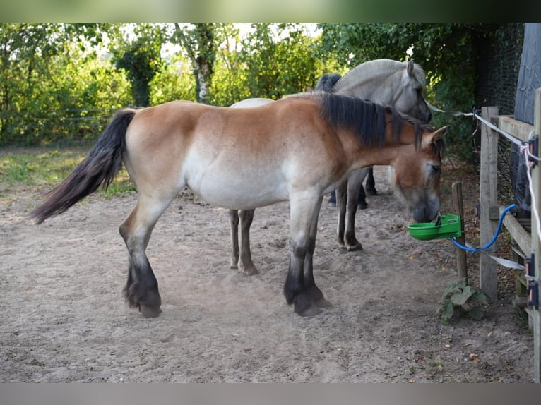 Sangre fría alemana renana Yegua 2 años 160 cm Castaño in De Mortel