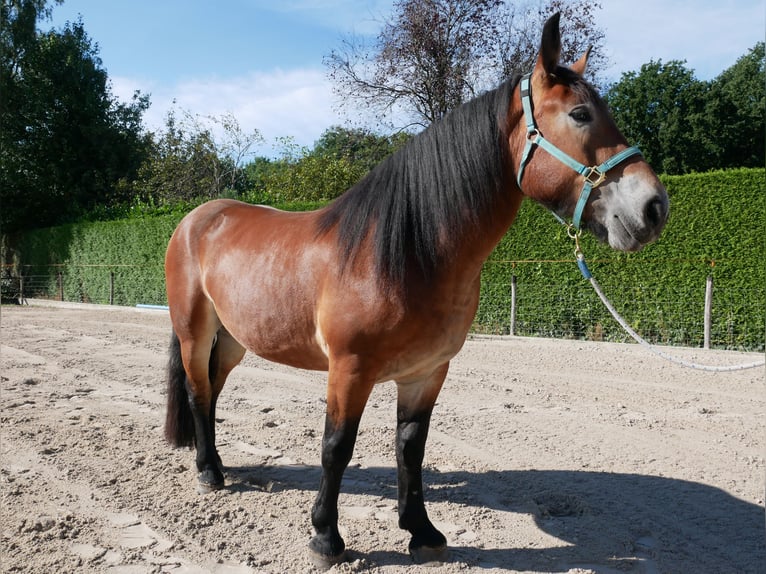 Sangre fría alemana renana Yegua 3 años 155 cm Castaño in Nijkerk