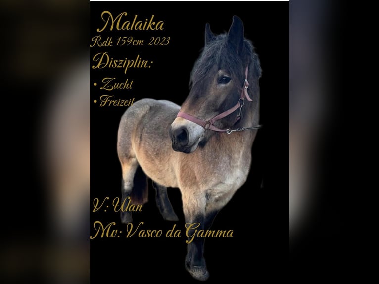 Sangre fría alemana renana Yegua 3 años 160 cm in Halver