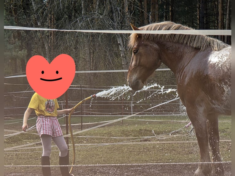 Sangre fría alemana renana Yegua 4 años 165 cm Tordo ruano in Töpchin