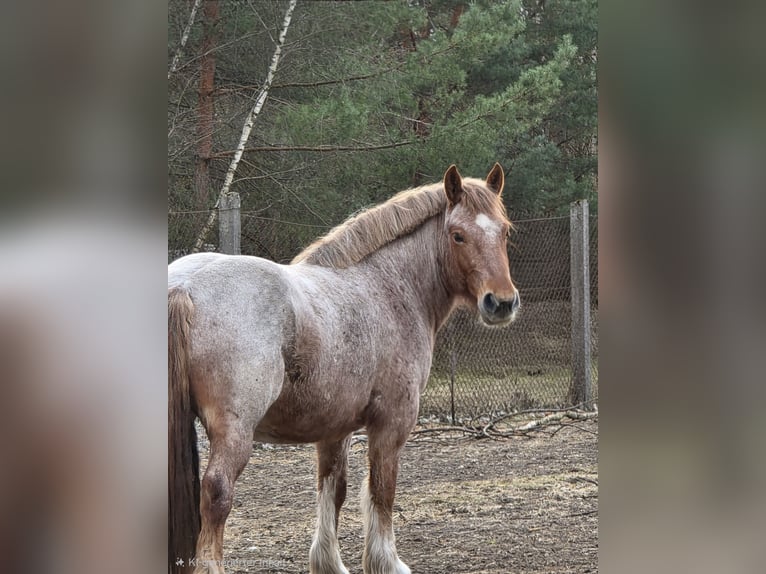 Sangre fría alemana renana Yegua 4 años 165 cm Tordo ruano in Töpchin