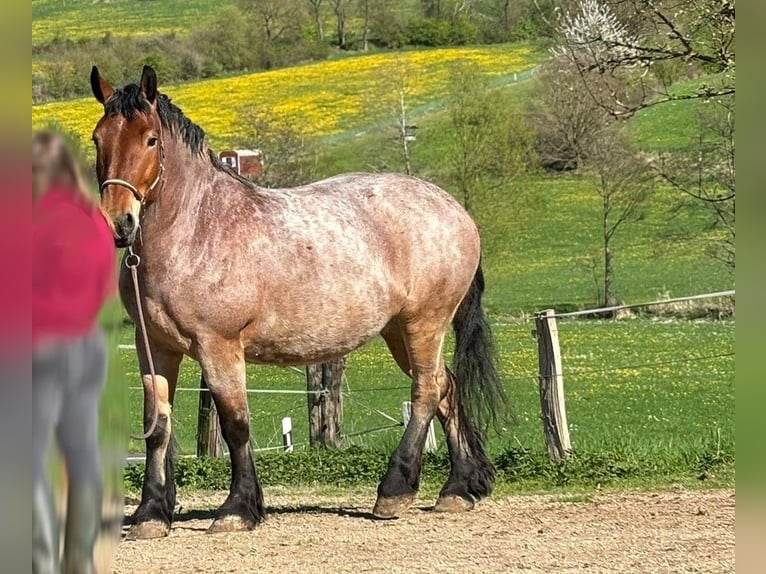 Sangre fría alemana renana Yegua 5 años 165 cm Tordo ruano in Attendorn