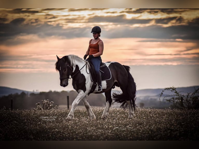 Sangre fría alemana renana Yegua 7 años 163 cm Castaño claro in Nordhausen