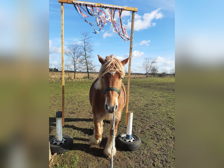 Sangre fría alemana renana Yegua 7 años 168 cm Alazán in Neuferchau