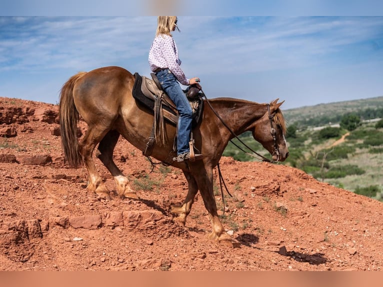 Sangre fría belga Mestizo Caballo castrado 10 años 157 cm Alazán rojizo in Canyon