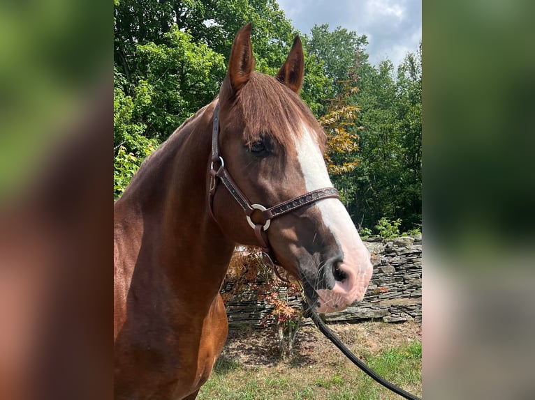 Sangre fría belga Caballo castrado 10 años 157 cm Alazán rojizo in Everett Pa