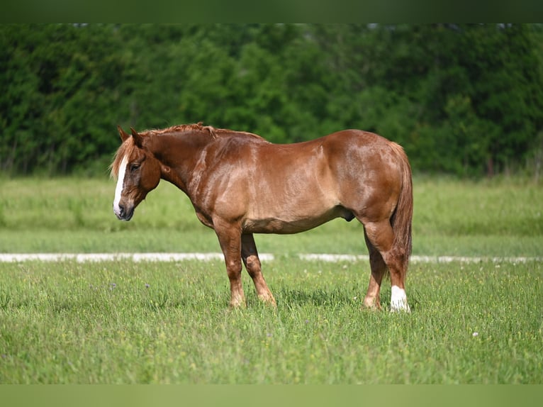 Sangre fría belga Mestizo Caballo castrado 10 años Alazán rojizo in Waco