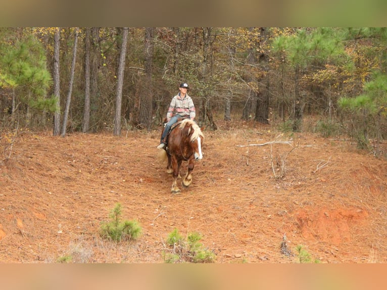 Sangre fría belga Caballo castrado 10 años Alazán-tostado in Rusk