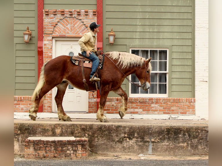 Sangre fría belga Caballo castrado 10 años Alazán-tostado in Rusk