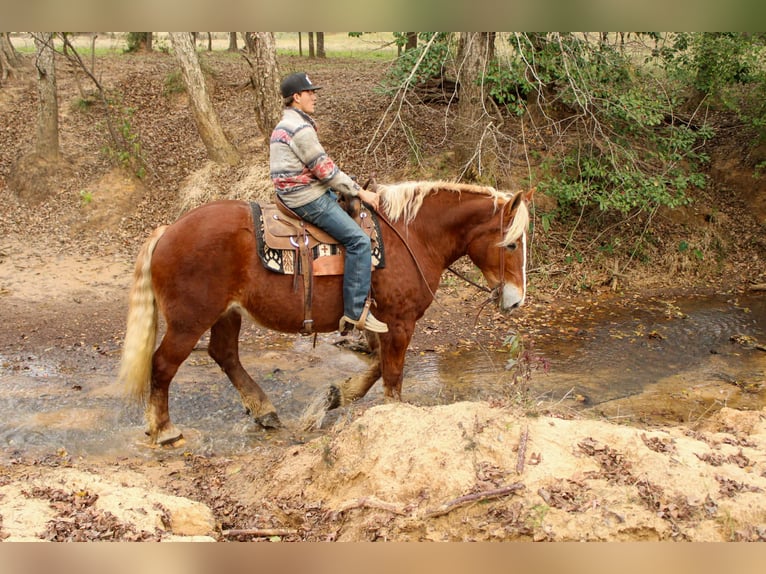 Sangre fría belga Caballo castrado 10 años Alazán-tostado in Rusk