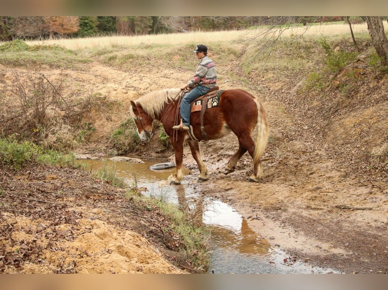 Sangre fría belga Caballo castrado 10 años Alazán-tostado in Rusk
