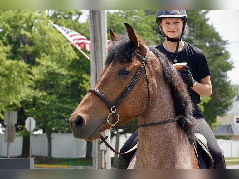 Sangre fría belga Mestizo Caballo castrado 11 años Ruano alazán in Tuscarora