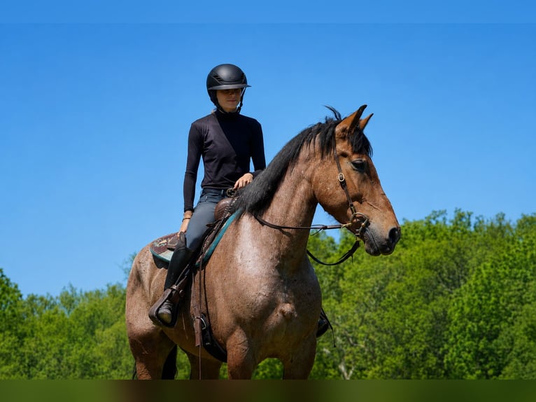 Sangre fría belga Mestizo Caballo castrado 11 años Ruano alazán in Tuscarora